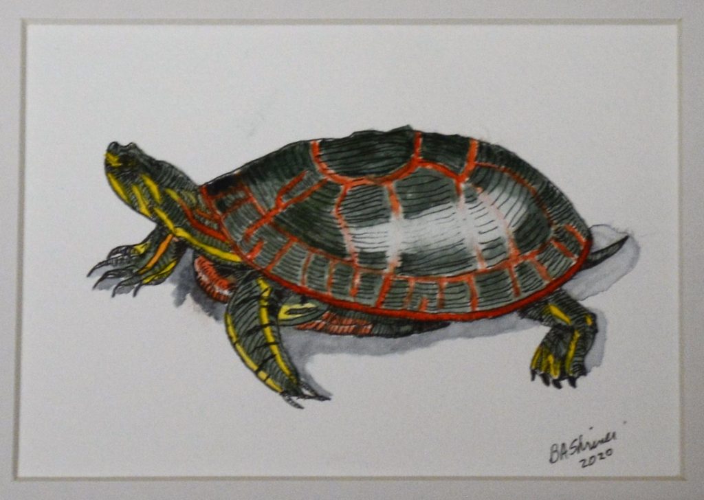 Turtle Beth Ann Shriner $40 LL